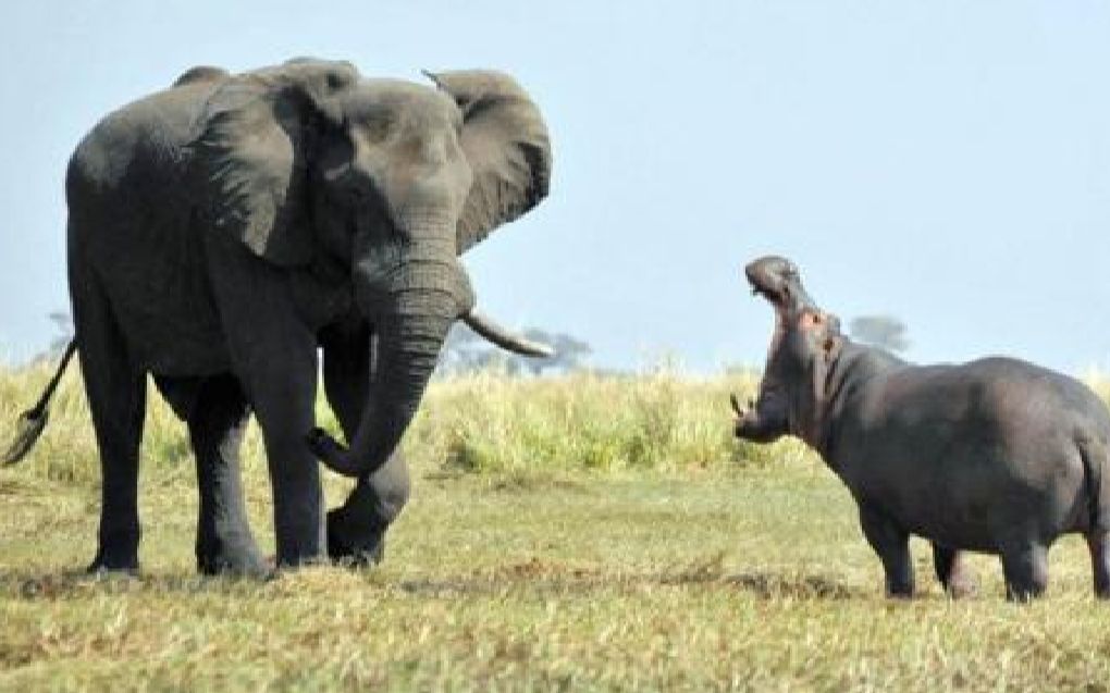 河马咬大象尾巴,大象一个后踹踢在它的脸上,我给你长长记性!