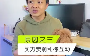 Download Video: 【狗狗心理学】狗狗对我“歪头杀”，是因为喜欢我吗