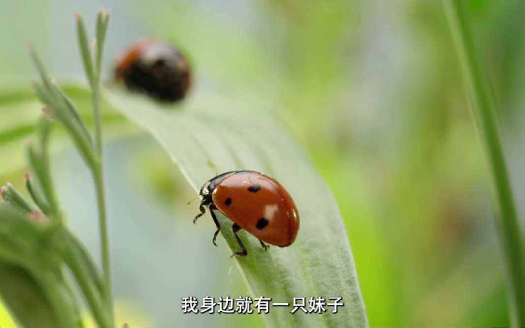 [图]动物恐怖片瓢虫历险记，为寻真爱历经八十一难