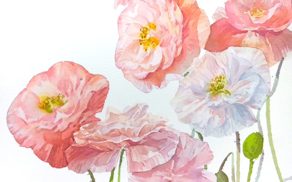 水彩绯颜虞美人过程