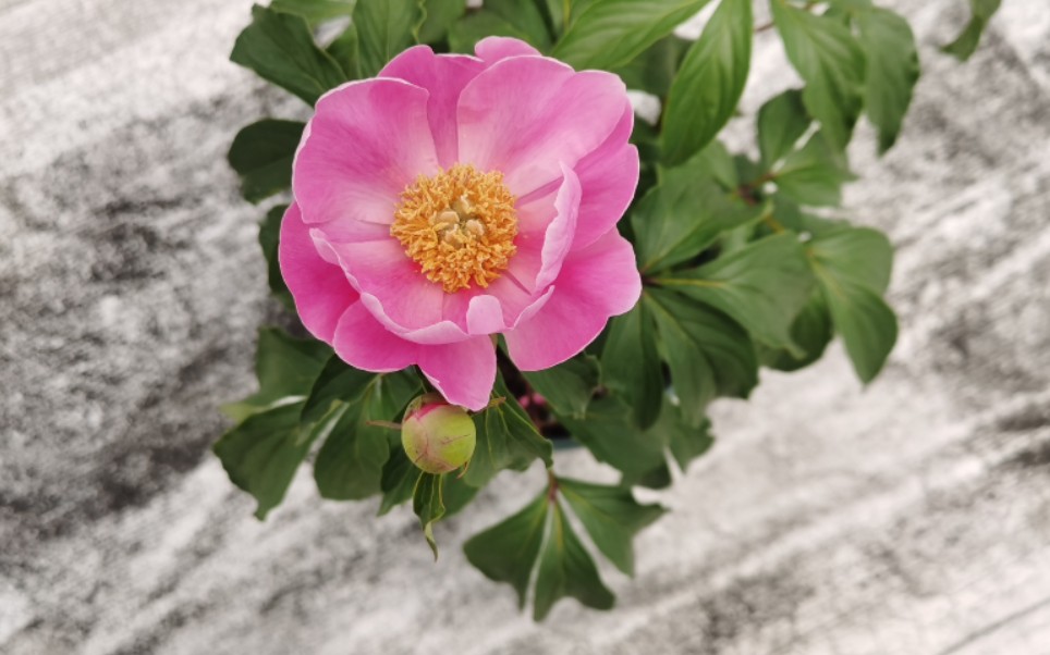 芍药——粉玉奴 开花纪念