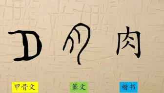 10 月字旁肉字旁肉月旁 一 趣味识字 汉字演变 笔画描色 字理识字 哔哩哔哩 Bilibili