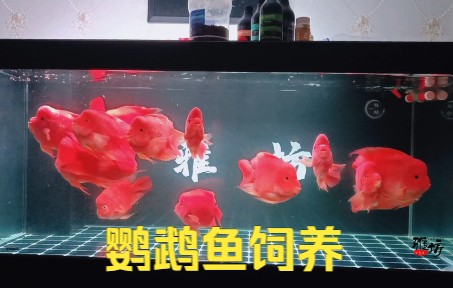 这期讲讲鹦鹉鱼饲养哔哩哔哩bilibili