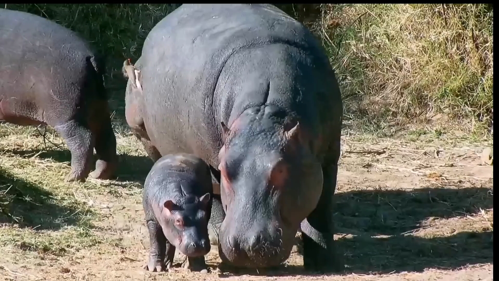 [图]超可爱的河马宝宝，亲子时光 HAPPY BABY HIPPO- PRECIOUS TIME w/ MOMMY HIPPOPOTAMUS! ADORABLE