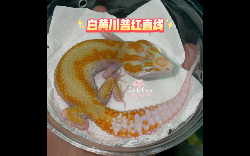 白黄川普红直线豹纹守宫