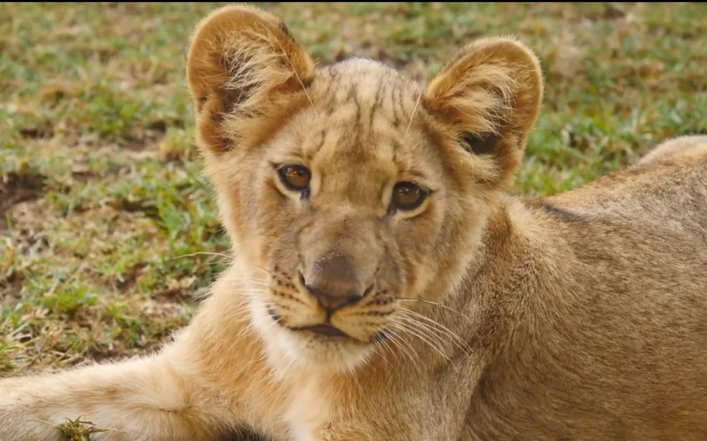 小狮子们长大啦