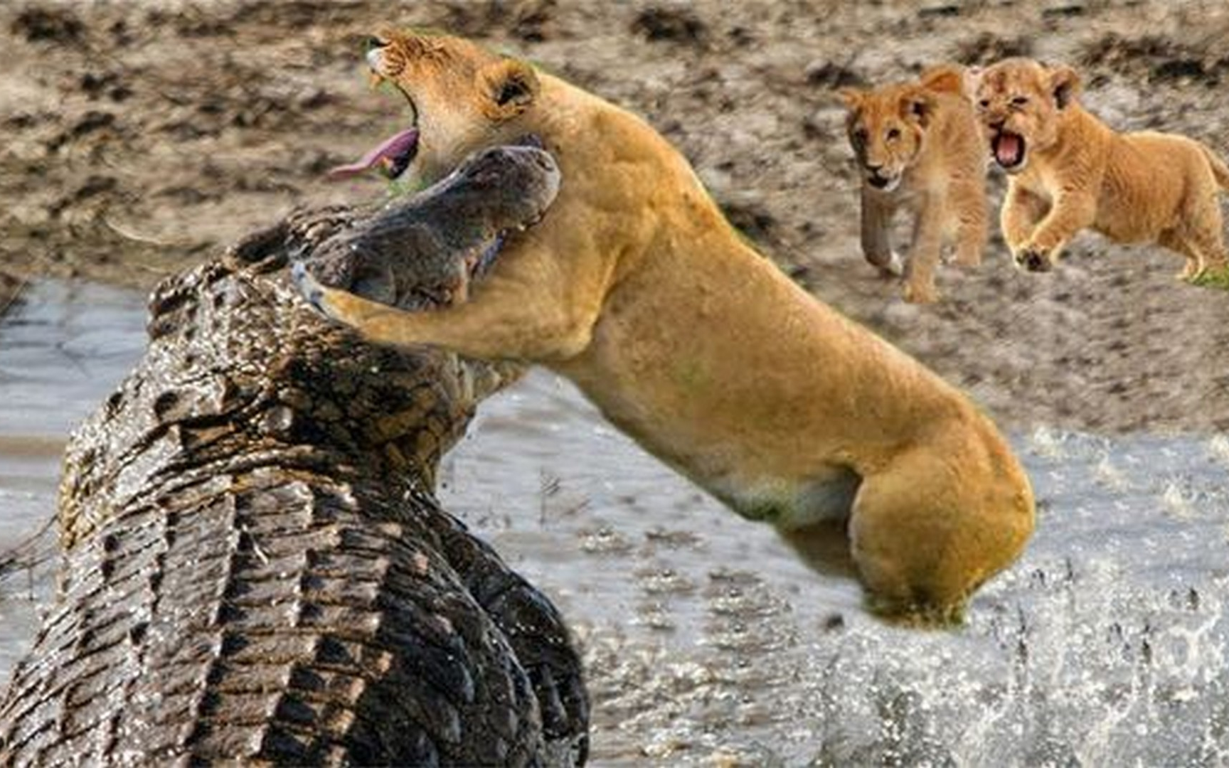 为了保护幼崽顺利过河,英勇母狮与鳄鱼展开生死大战
