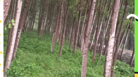 [图]雨季中的家乡