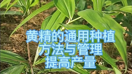 黄精种植管理哔哩哔哩bilibili