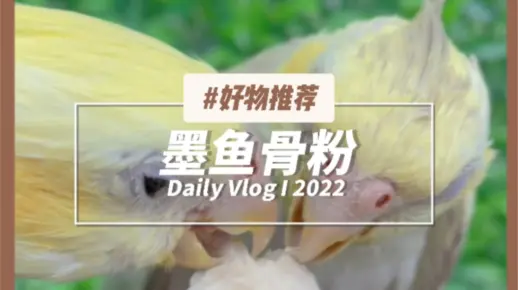 鹦鹉不啃墨鱼骨怎么办，给它这个粉，放食槽里拌一拌