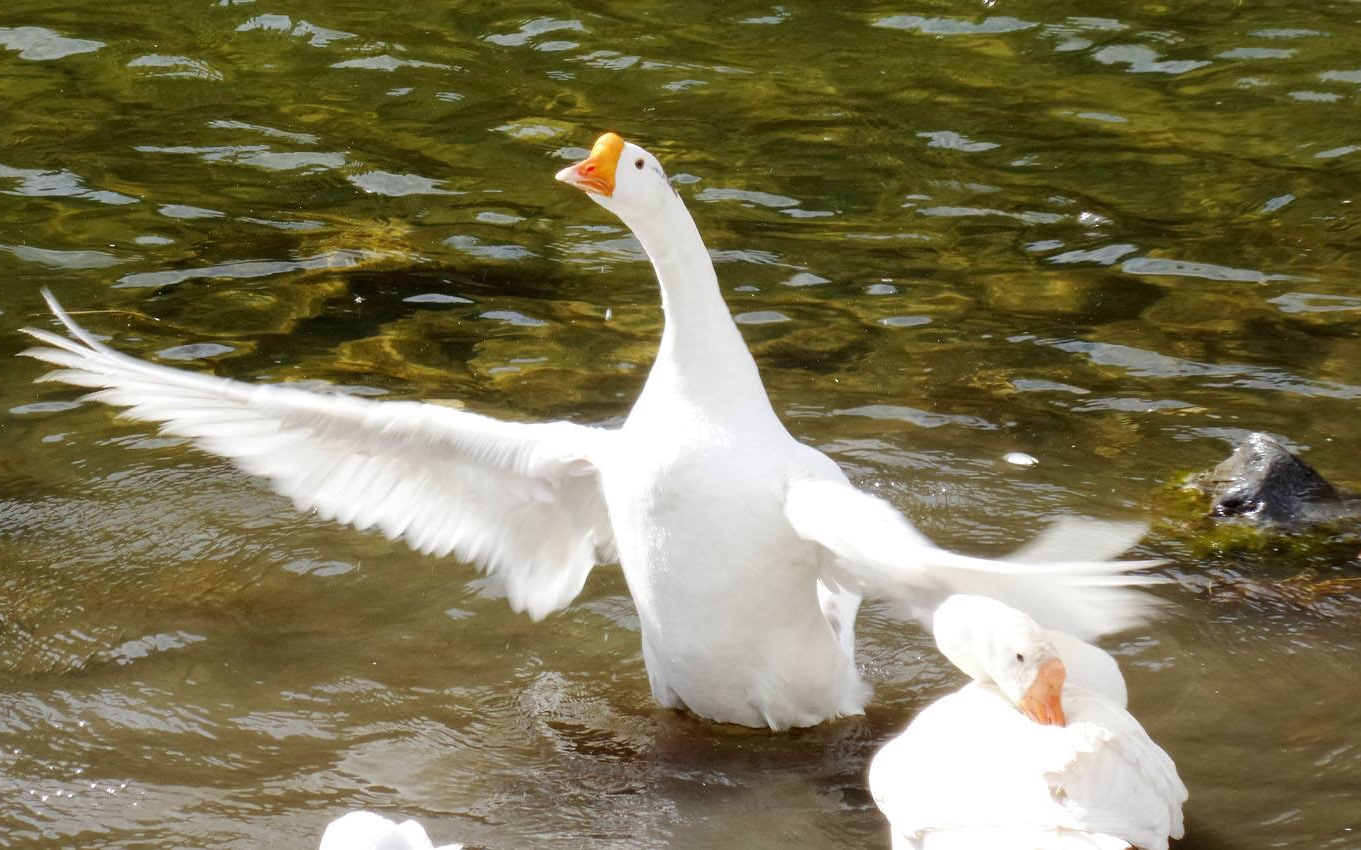 【minto薄荷糖】鹅鹅鹅之歌【鬼畜】