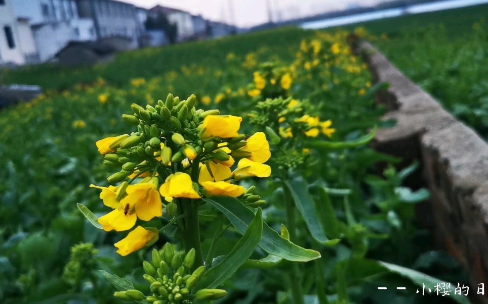 [图]春天送你一朵油菜花，加油呀ˏ₍•ɞ•₎ˎ