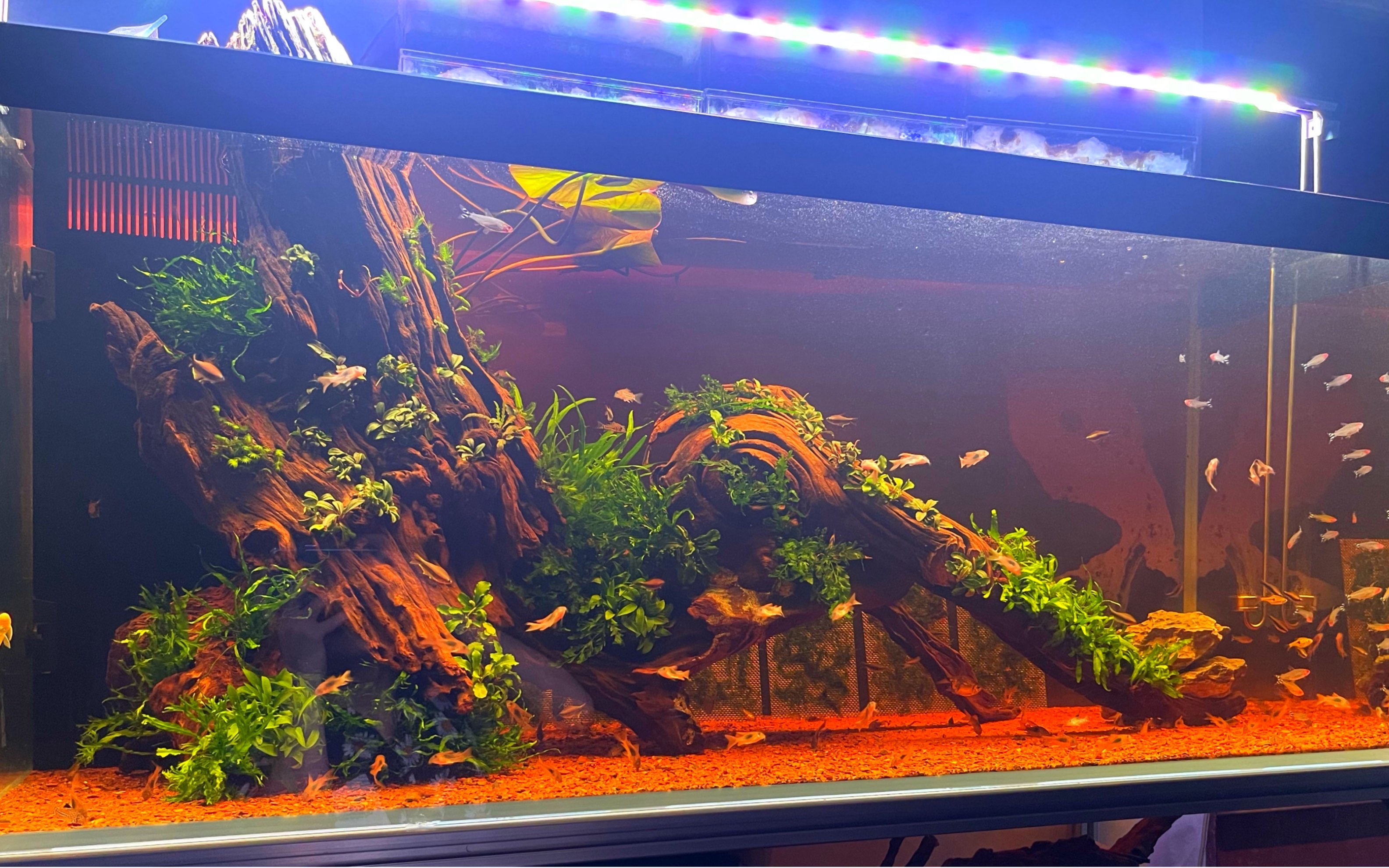黄水的南美风草缸你喜欢吗_哔哩哔哩_bilibili