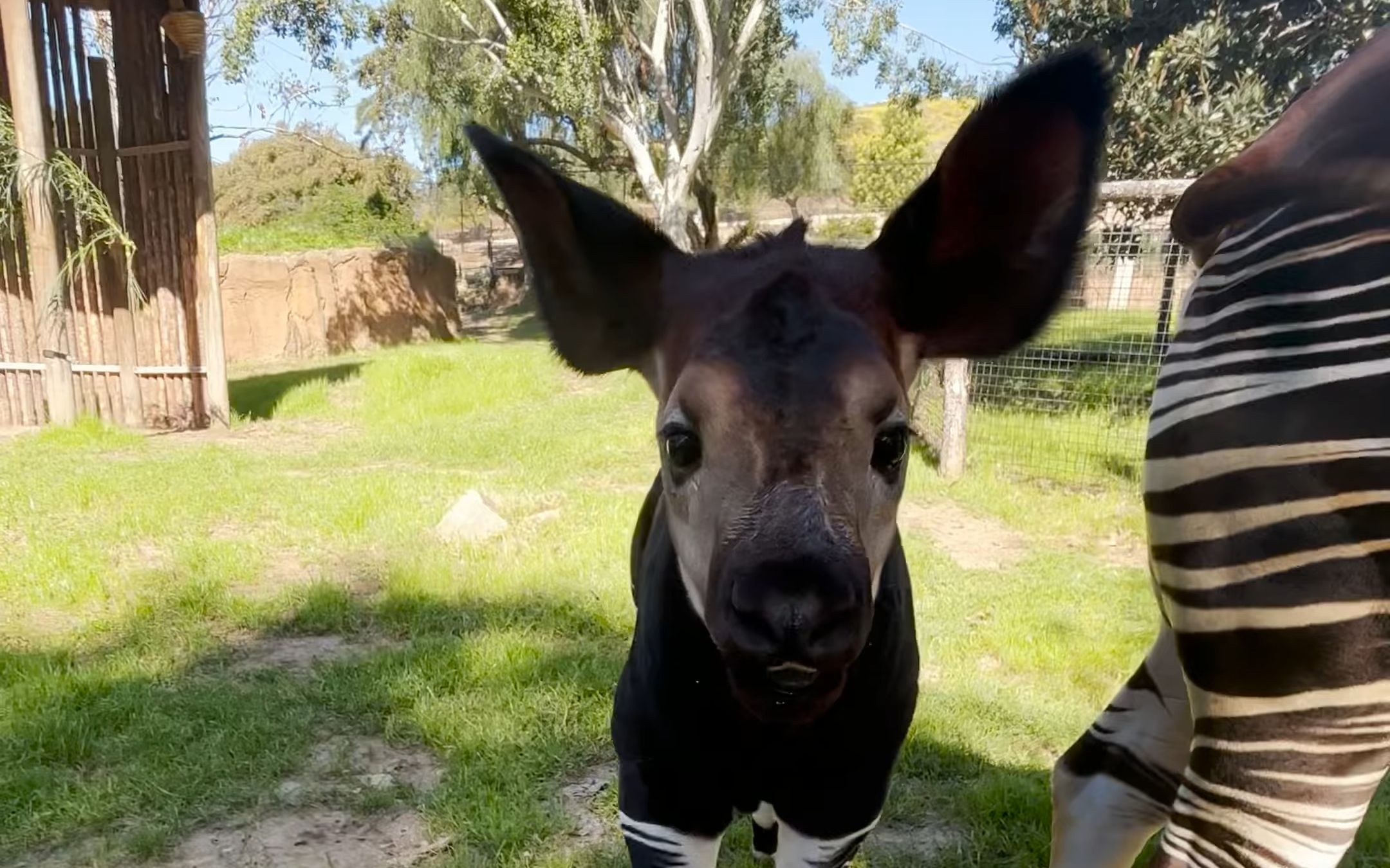 聖迭戈野生動物園瀕危的動物幼崽:2713狓寶寶