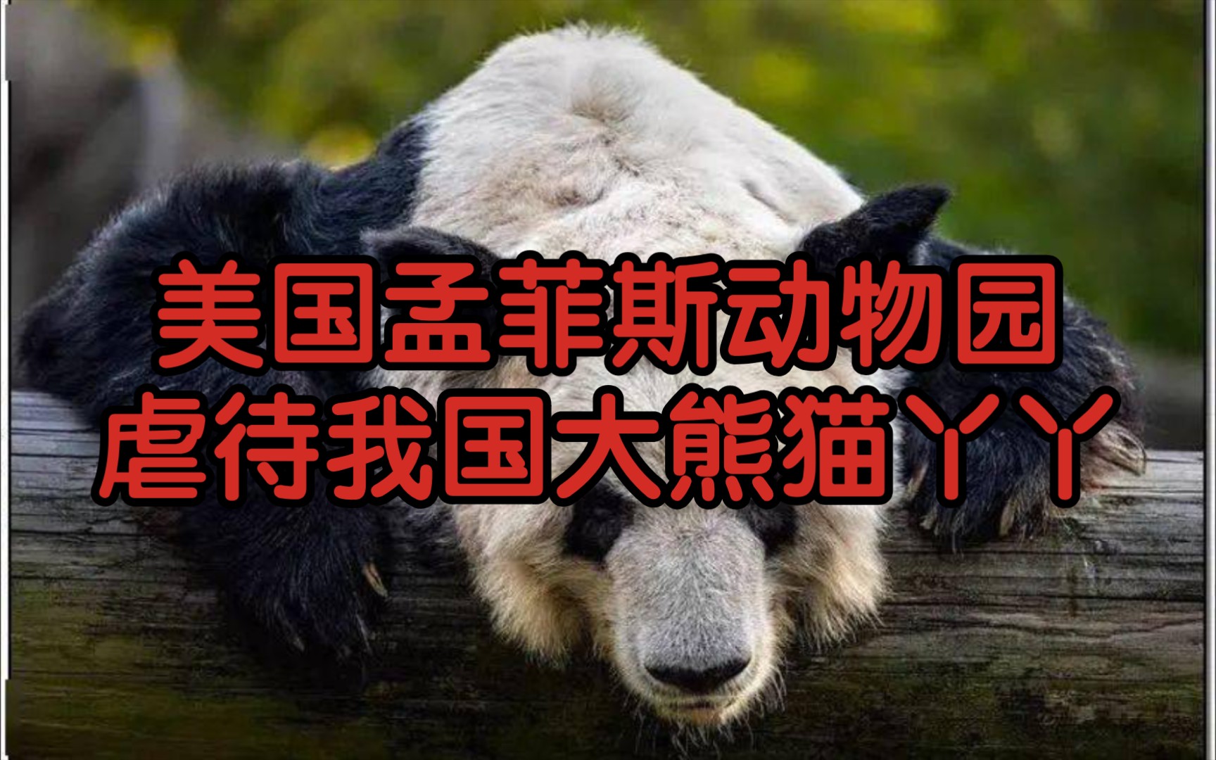 美国孟菲斯动物园虐待我国大熊猫丫丫
