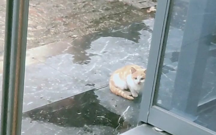 流浪猫遇见的一只流浪小奶猫哔哩哔哩bilibili