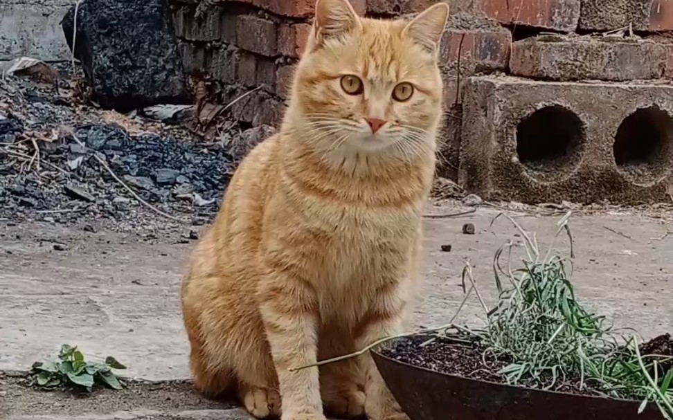 非常可爱小黄猫一只