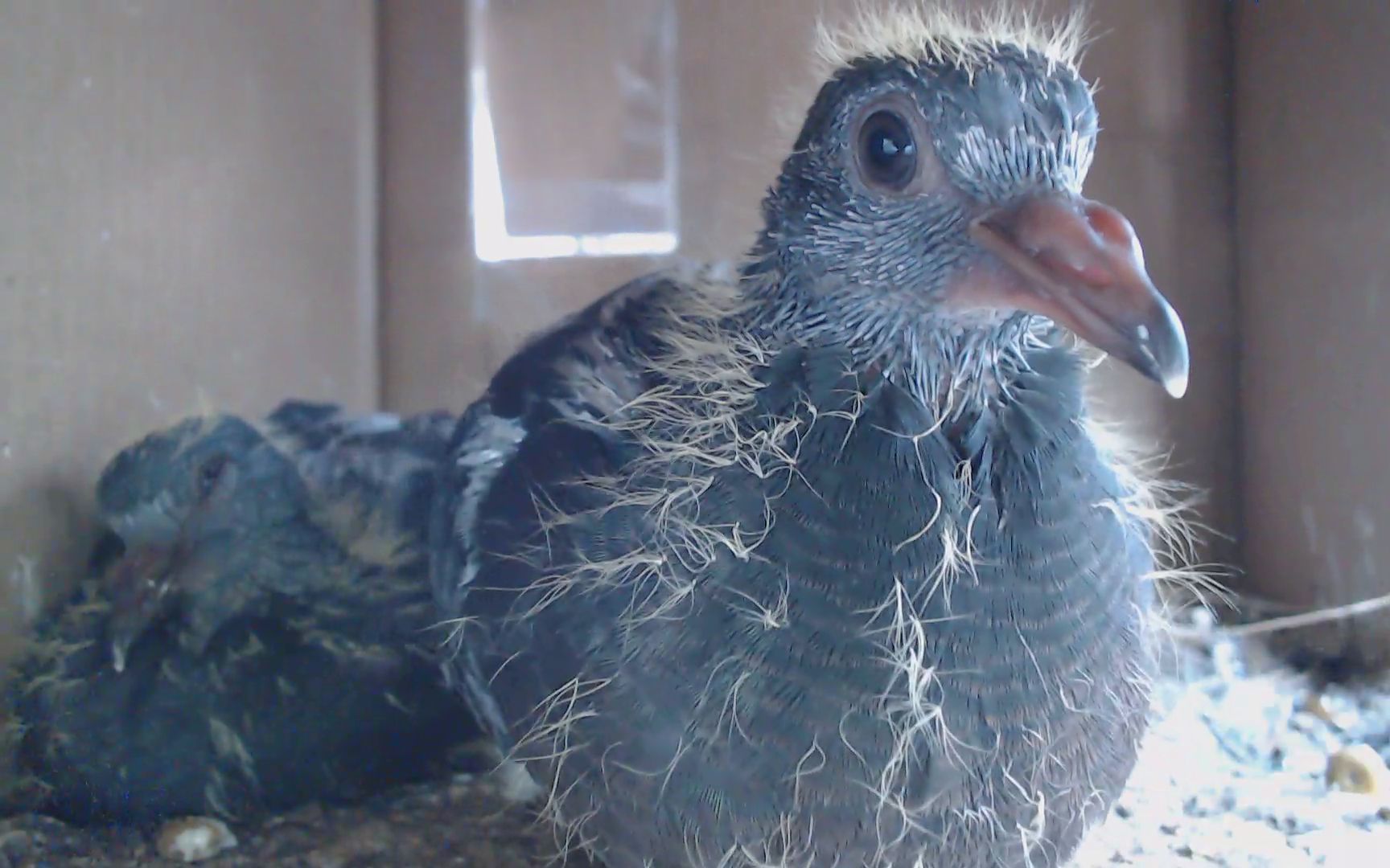 小鸽子日记:第20天