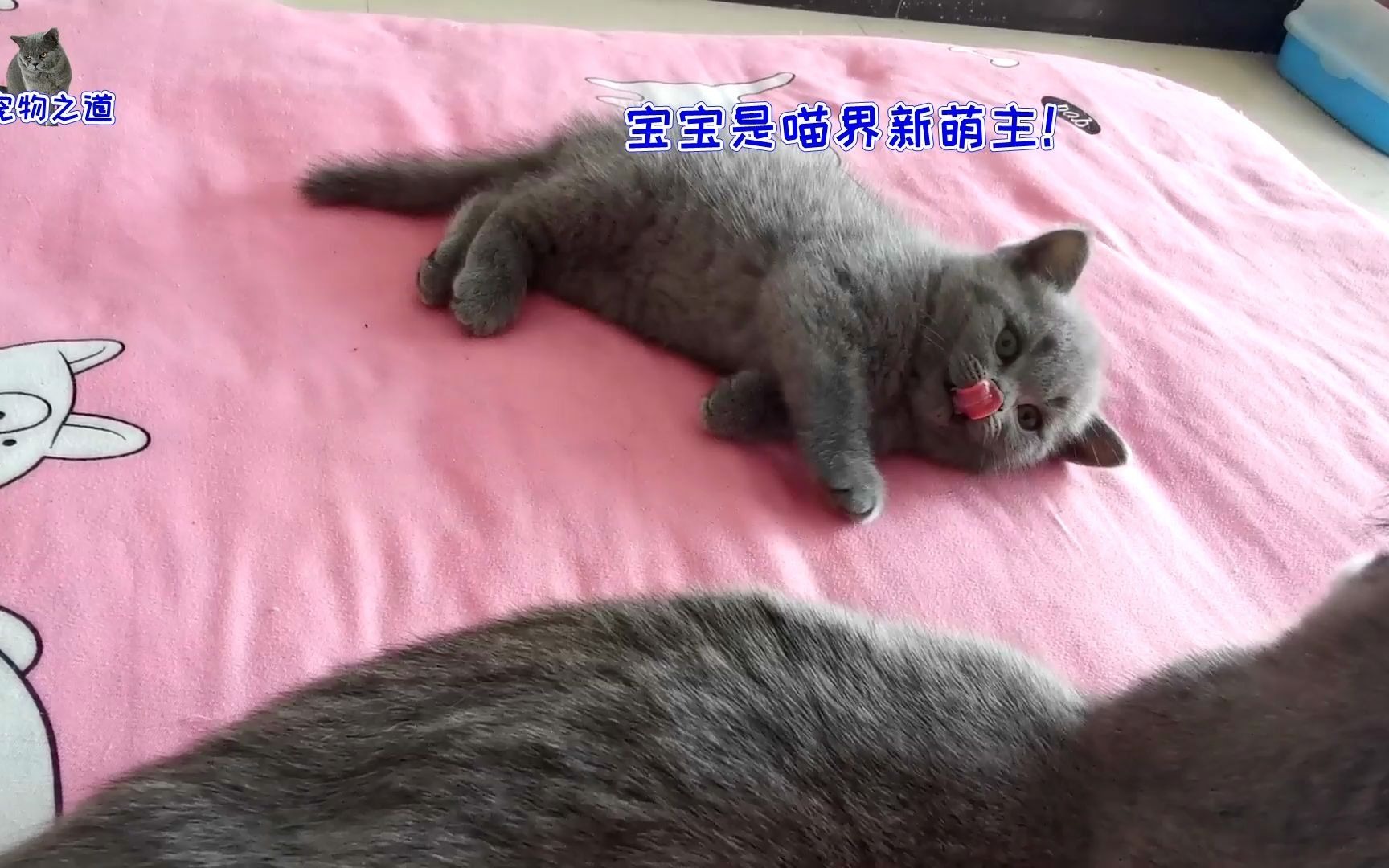 小流浪猫被小奶猫当成妈妈,吓得它逃走,猫妈教训猫宝宝毫不手软哔哩哔哩bilibili