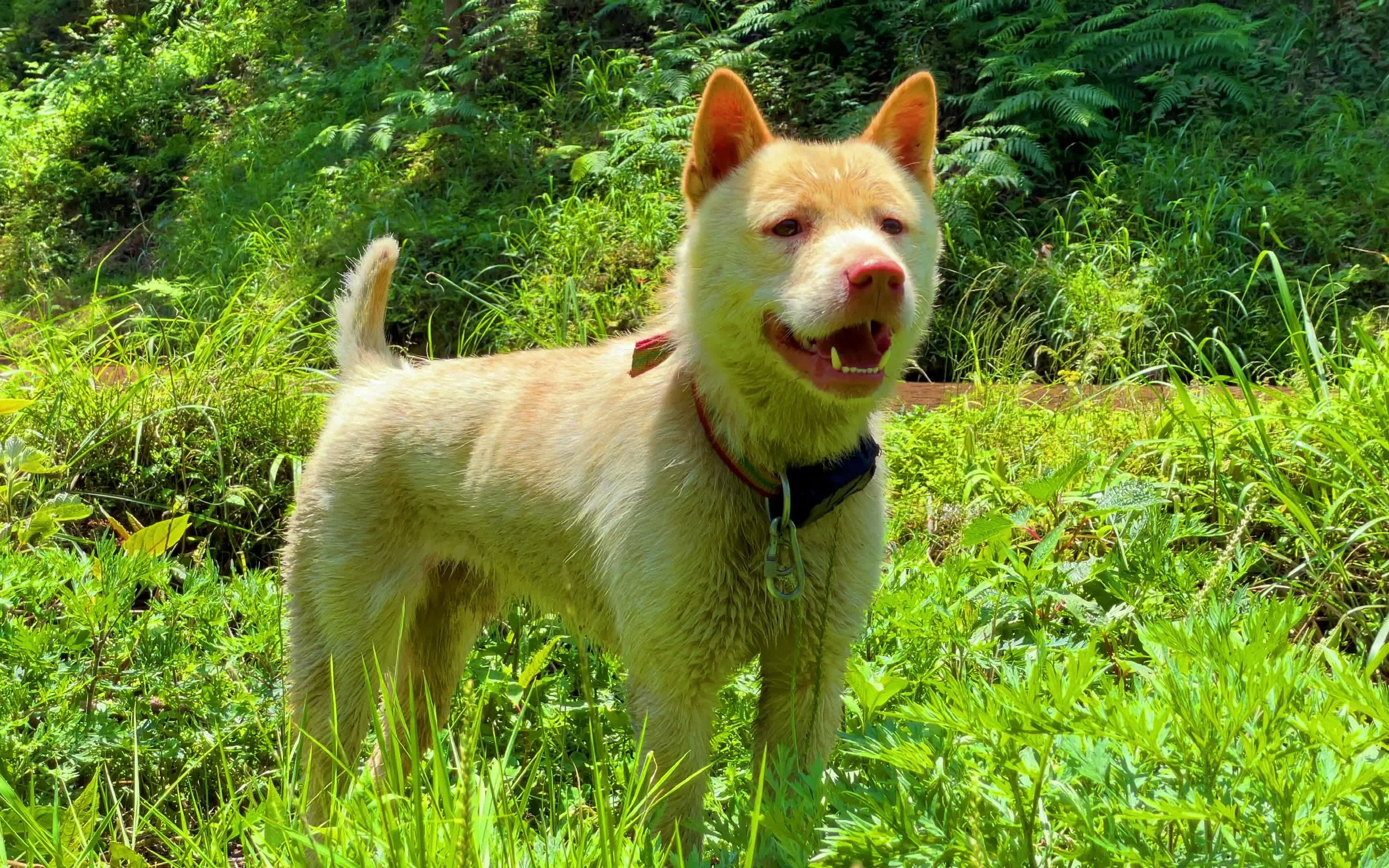 真正的下司犬田园犬眼观六路耳听八方意志坚定时刻保持战斗和警戒状态