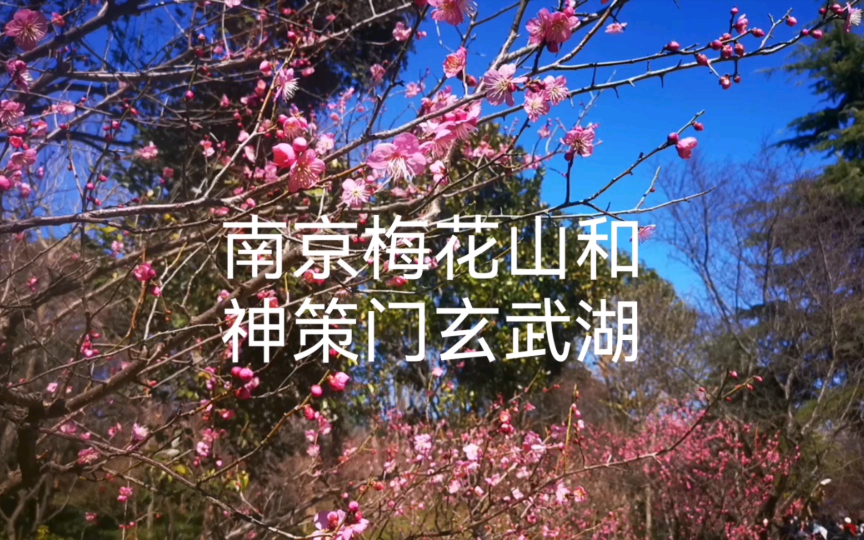 南京两个很不错的地方,梅花山和神策门公园附近的玄武湖,梅花要盛开了非常好看,春节期间神策门公园里几乎没有人,城墙和玄武湖边都很安静,城墙边...