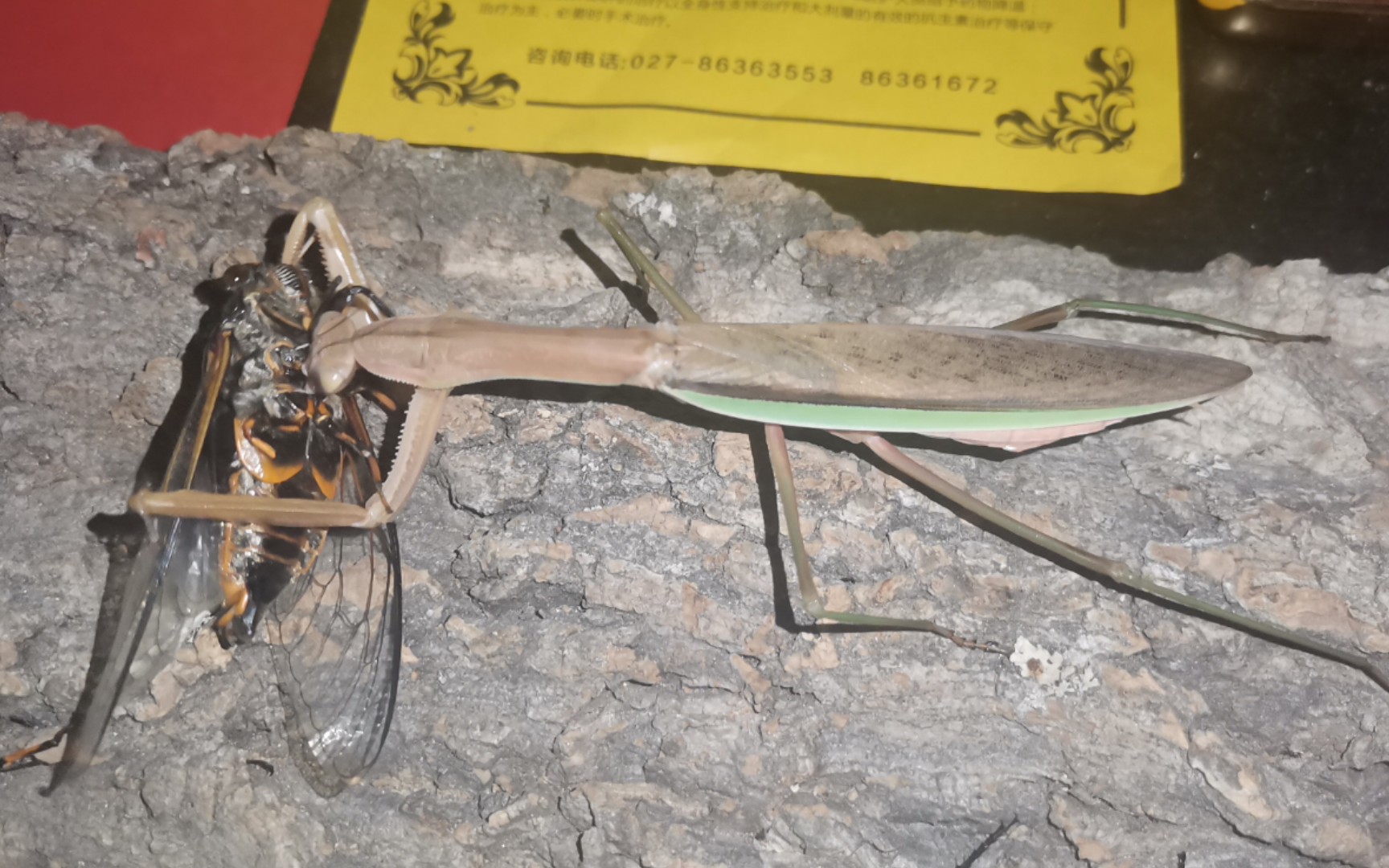 巨型中华大刀螳秒杀雄蝉_哔哩哔哩_bilibili