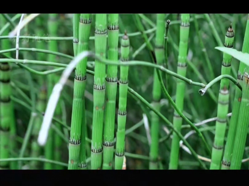 这个植物为什么叫木贼呢,其实,古人起名字是有缘由的哔哩哔哩bilibili