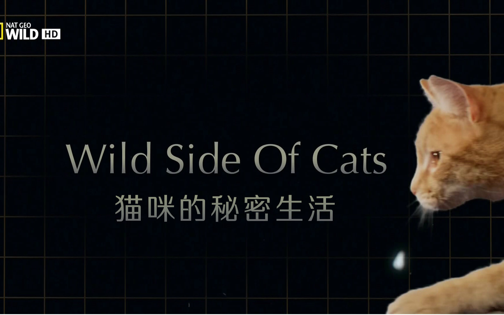 [图]【纪录片】猫咪的秘密生活.Wild.Side.of.Cats.【3E帝国字幕组-中文特效字幕】