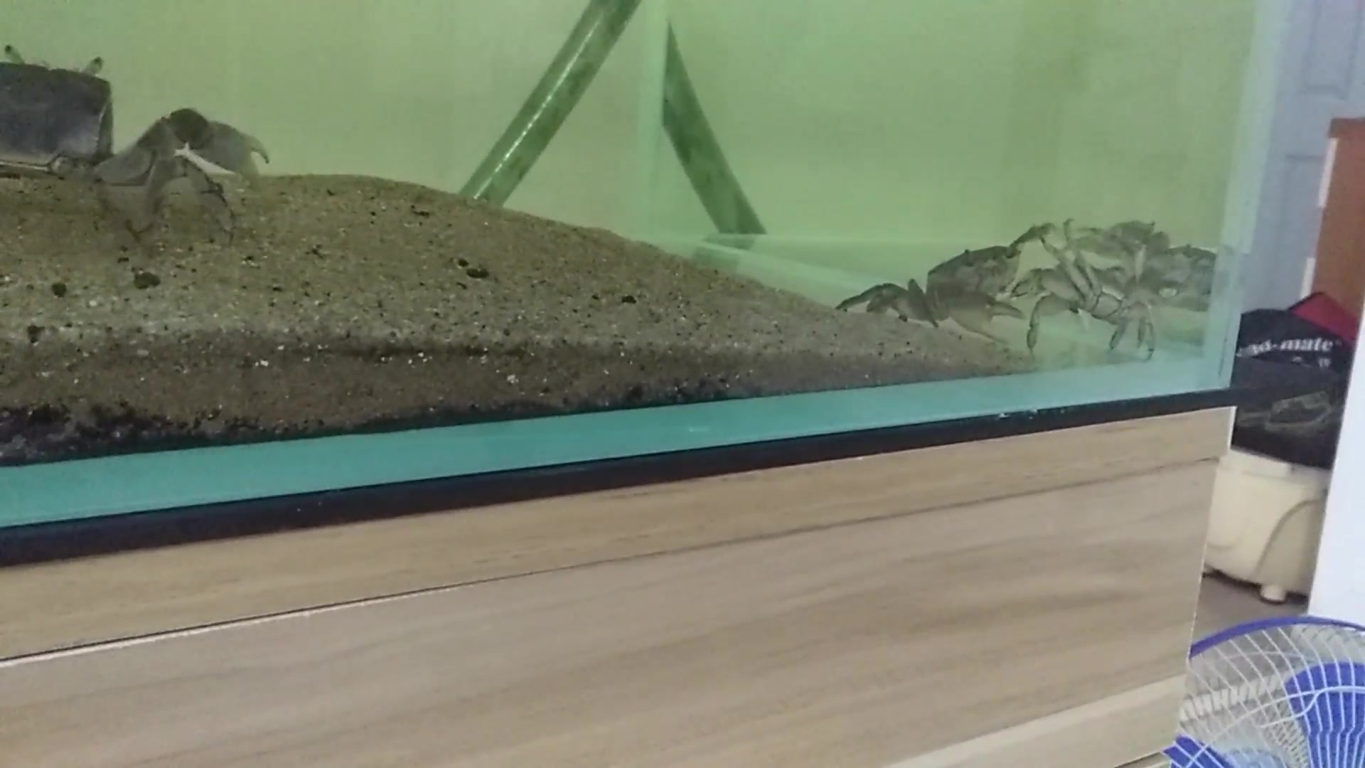 溪蟹攻击隆背张口蟹