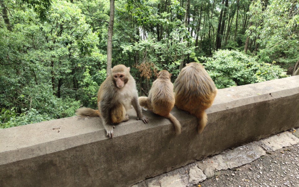 黔灵山小猴王儿