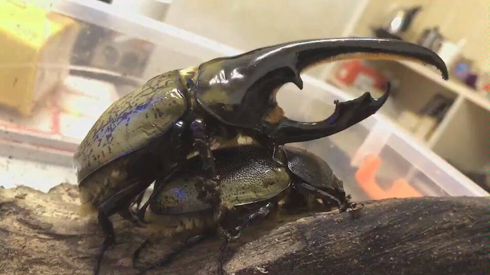 甲虫 繁殖 长戟大兜虫 独角仙