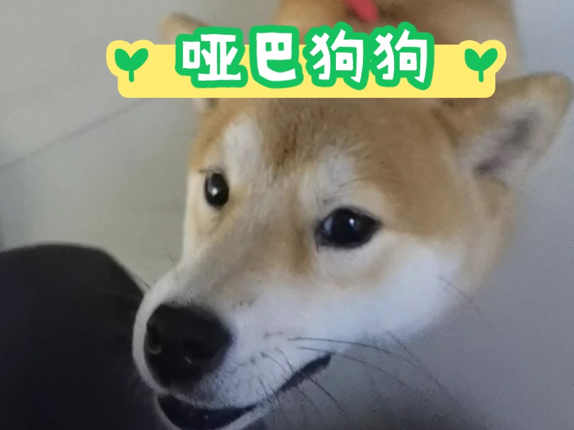 小柴犬不会叫叫!但是也可爱的