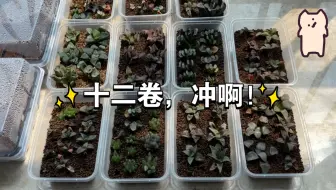 多肉植物开箱 十二卷最后一箱辣 卸掉tb Pdd 哔哩哔哩 Bilibili