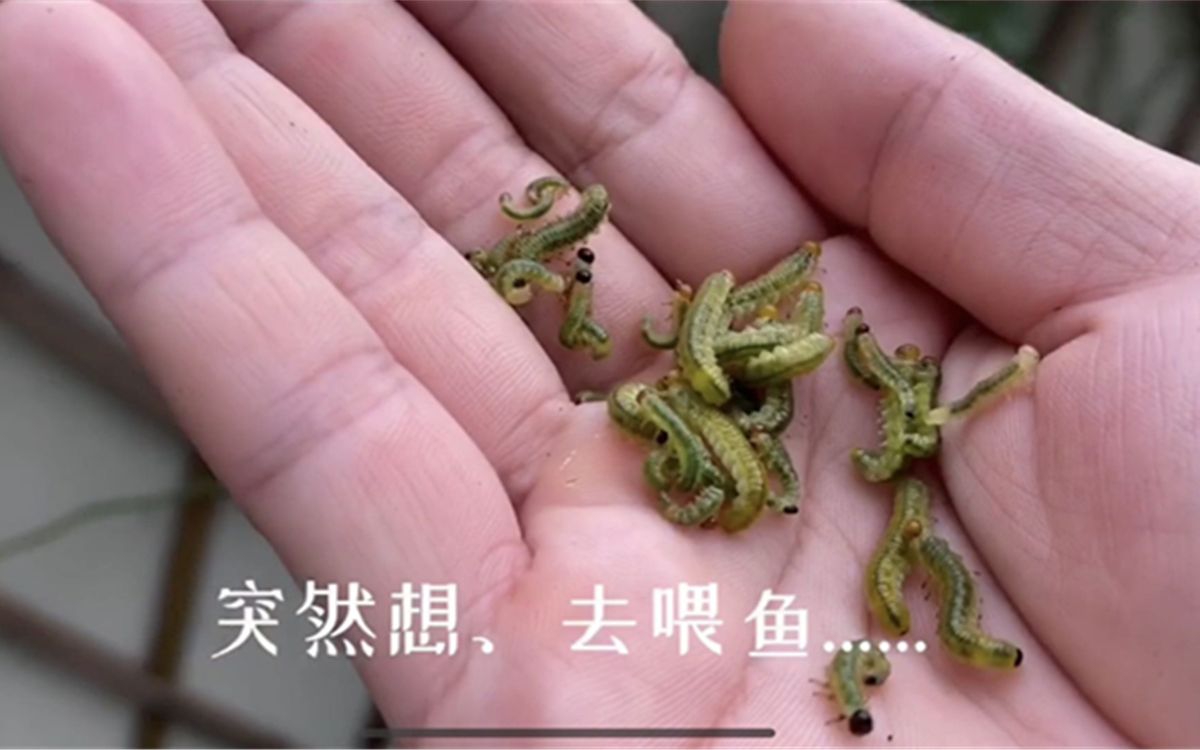 月季花虫害严重,抓了一把叶蜂幼虫喂鱼,解气!哔哩哔哩bilibili