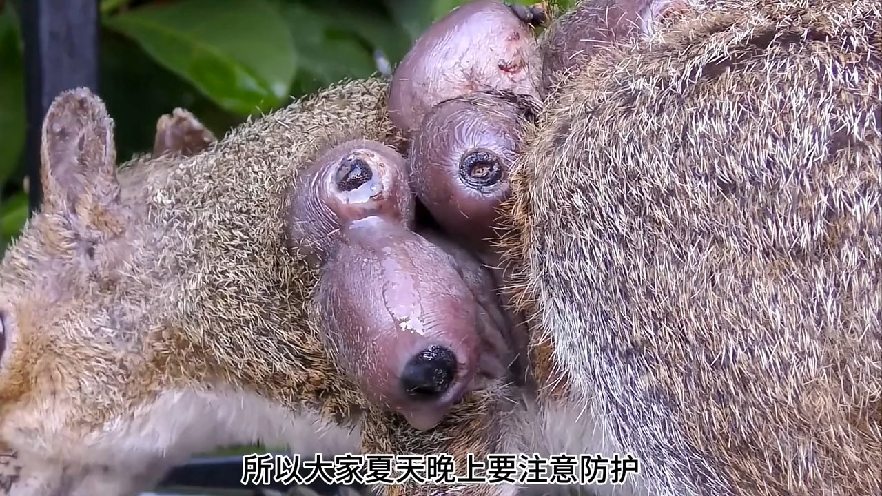 221507.可怜的小松鼠被马蝇幼虫寄生,小伙暖心救援