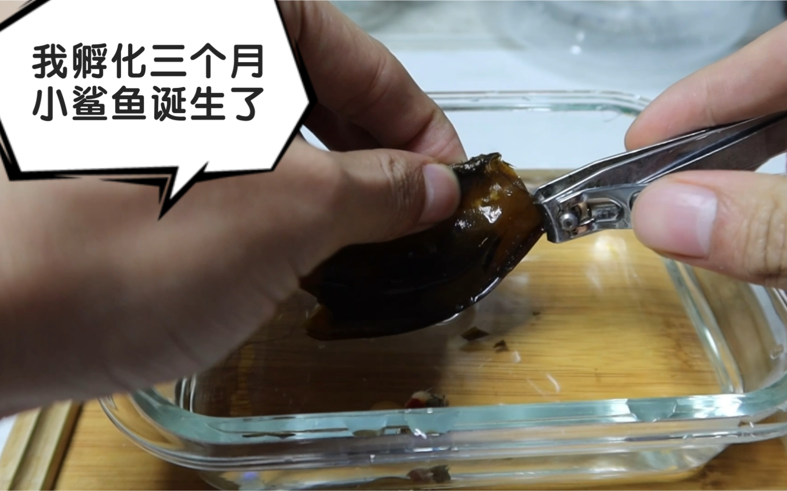 活动  我孵化鲨鱼蛋三个月,小鲨鱼成功诞生了!