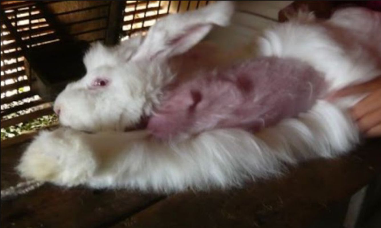 兔子被"活体拔毛",每隔几个月就要拔一次,至死才方休!