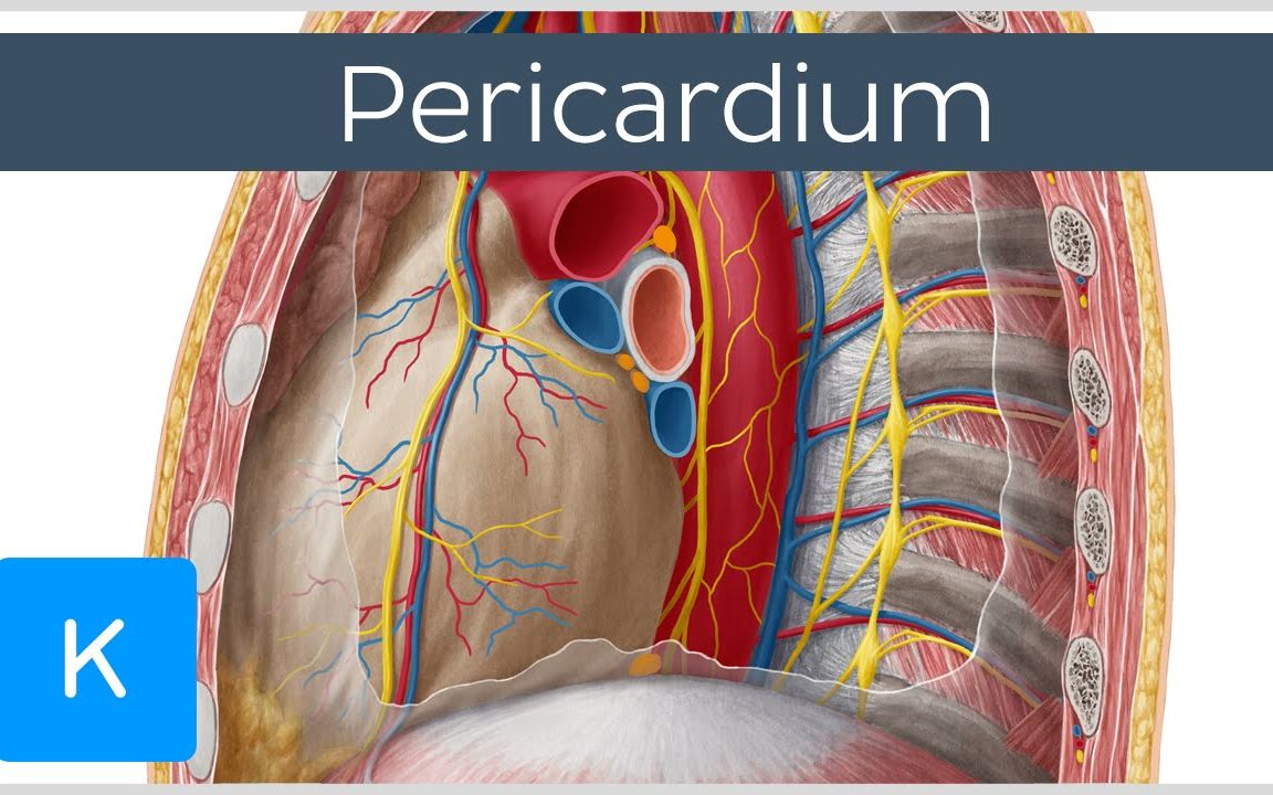 心包  概念、功能和分层 | 人体解剖学 | 医学动画 | 双语字幕哔哩哔哩bilibili