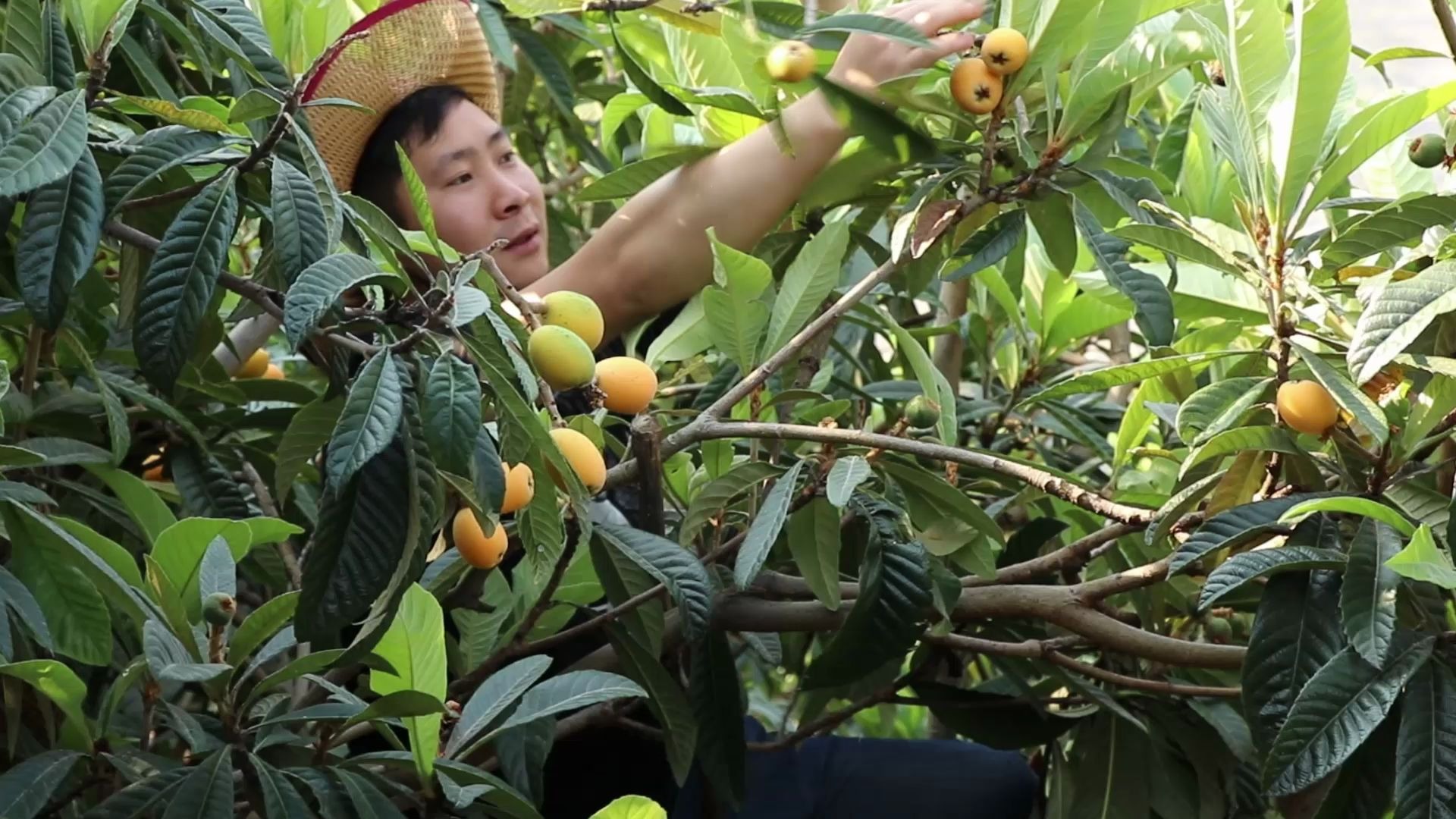 枇杷園裡採摘枇杷,是什麼讓小哥親自進園