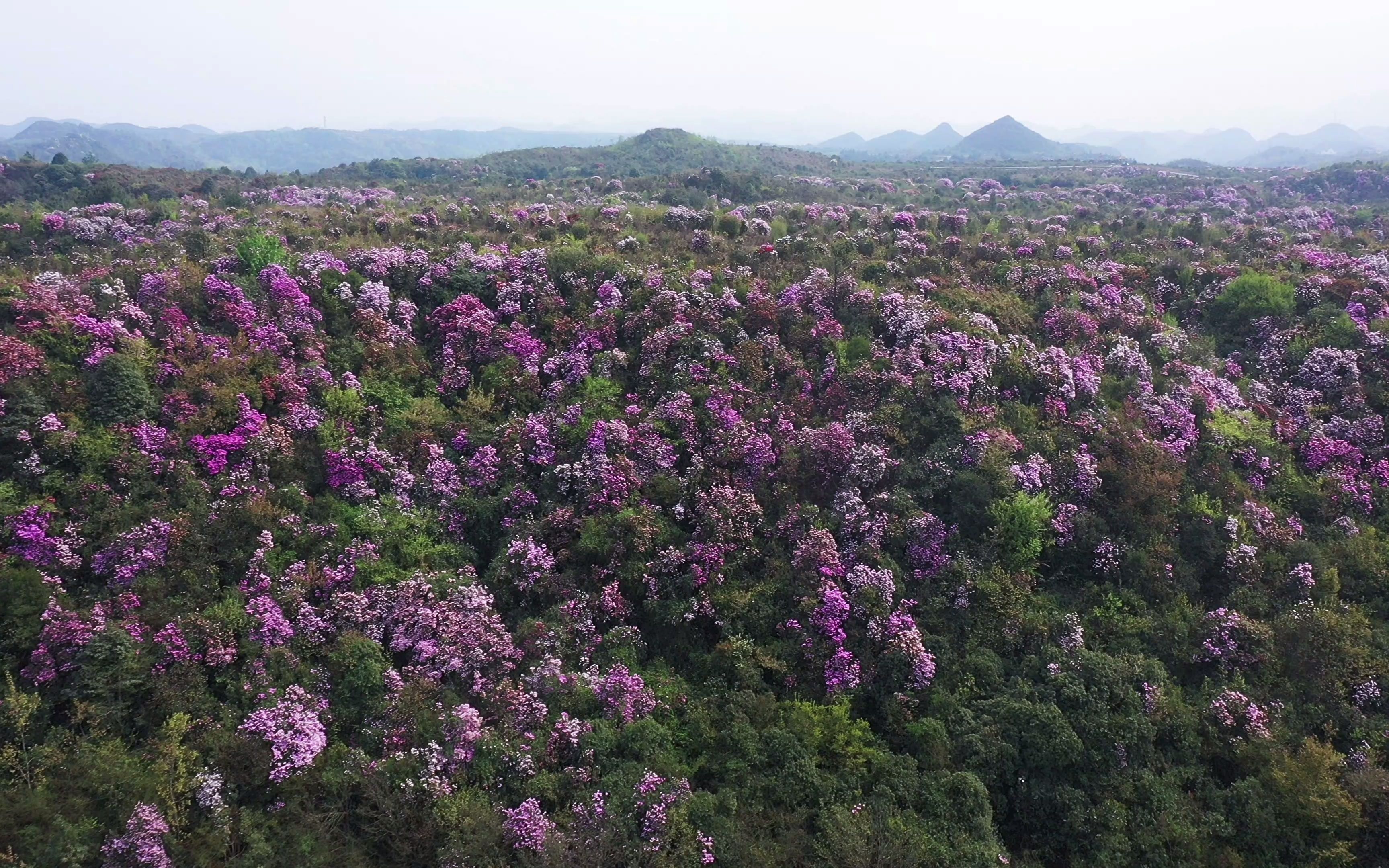 [图]百里杜鹃跳花坡景区浪漫紫色杜鹃花