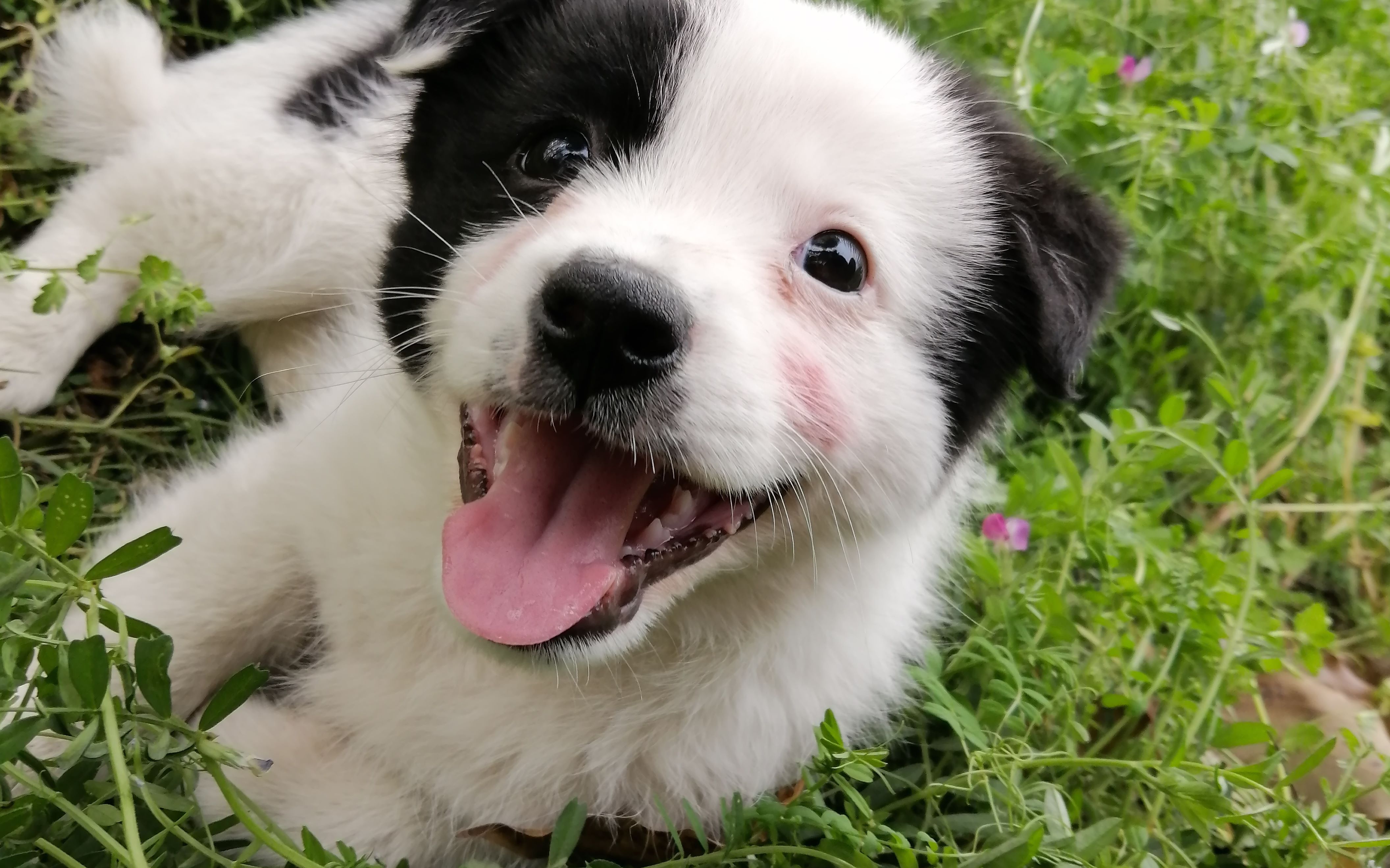 奶牛色的中华田园犬