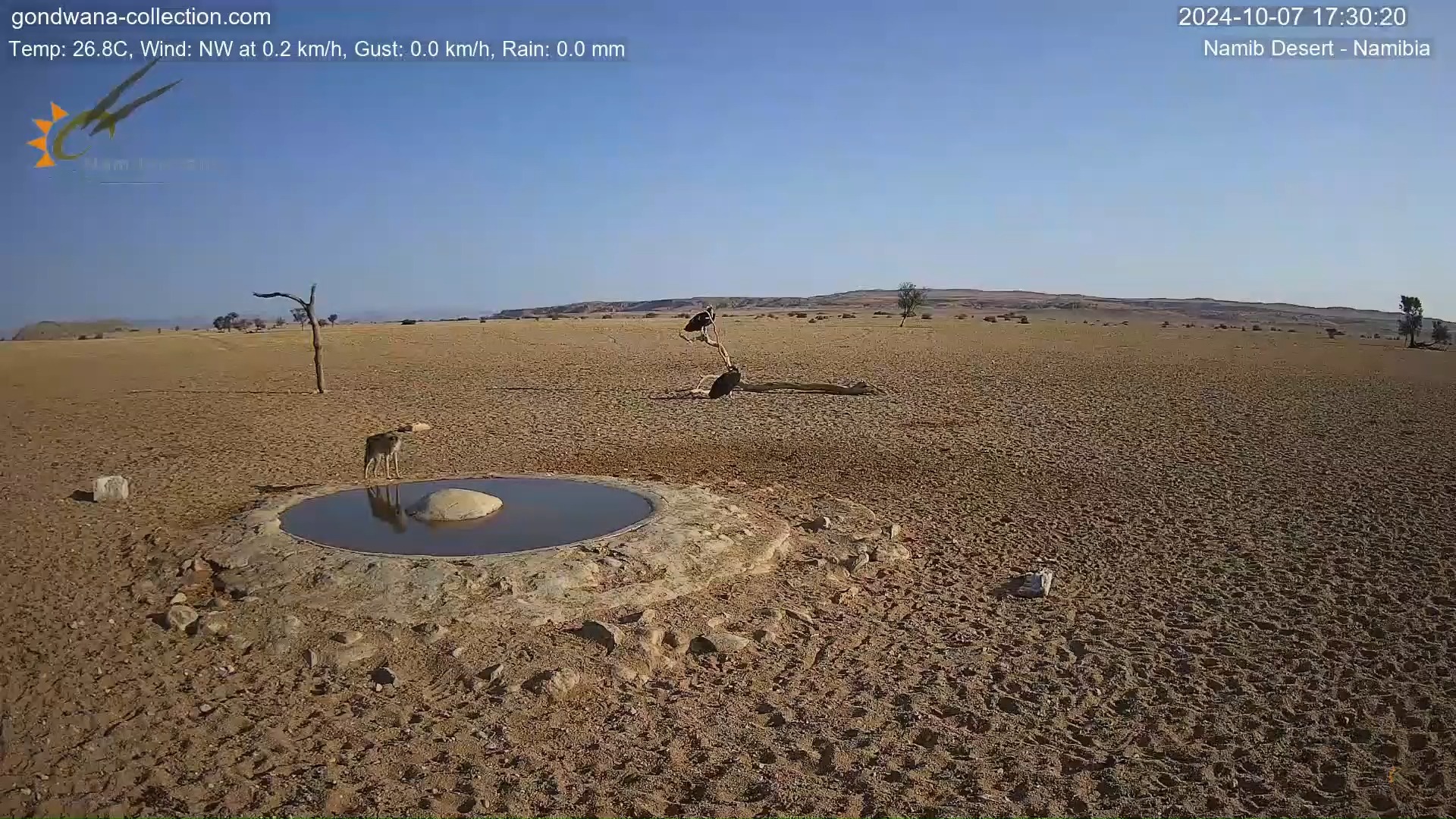 胡狼嘴对嘴把皱脸秃鹫拱翻在地也没占到便宜,被非洲白颈鸦无情嘲笑