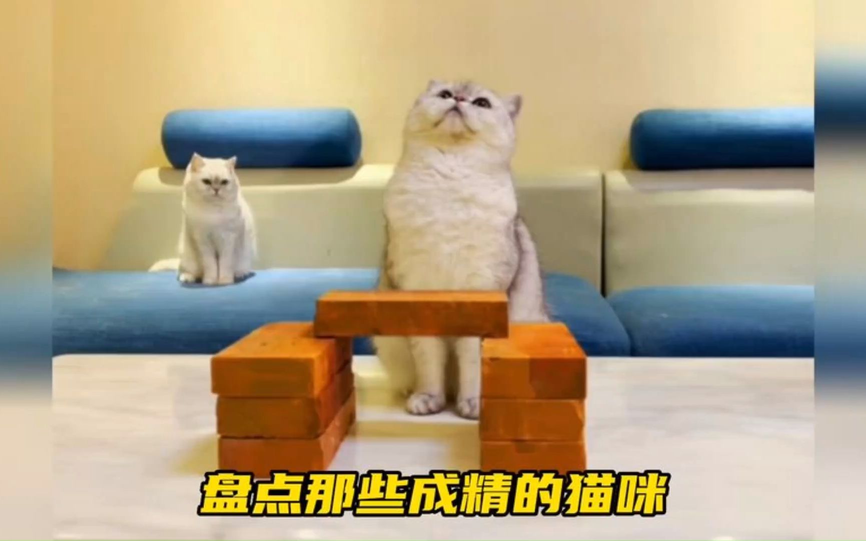 [图]盘点那些成精的猫咪，别人家的猫#搞笑 #猫咪的迷惑行为