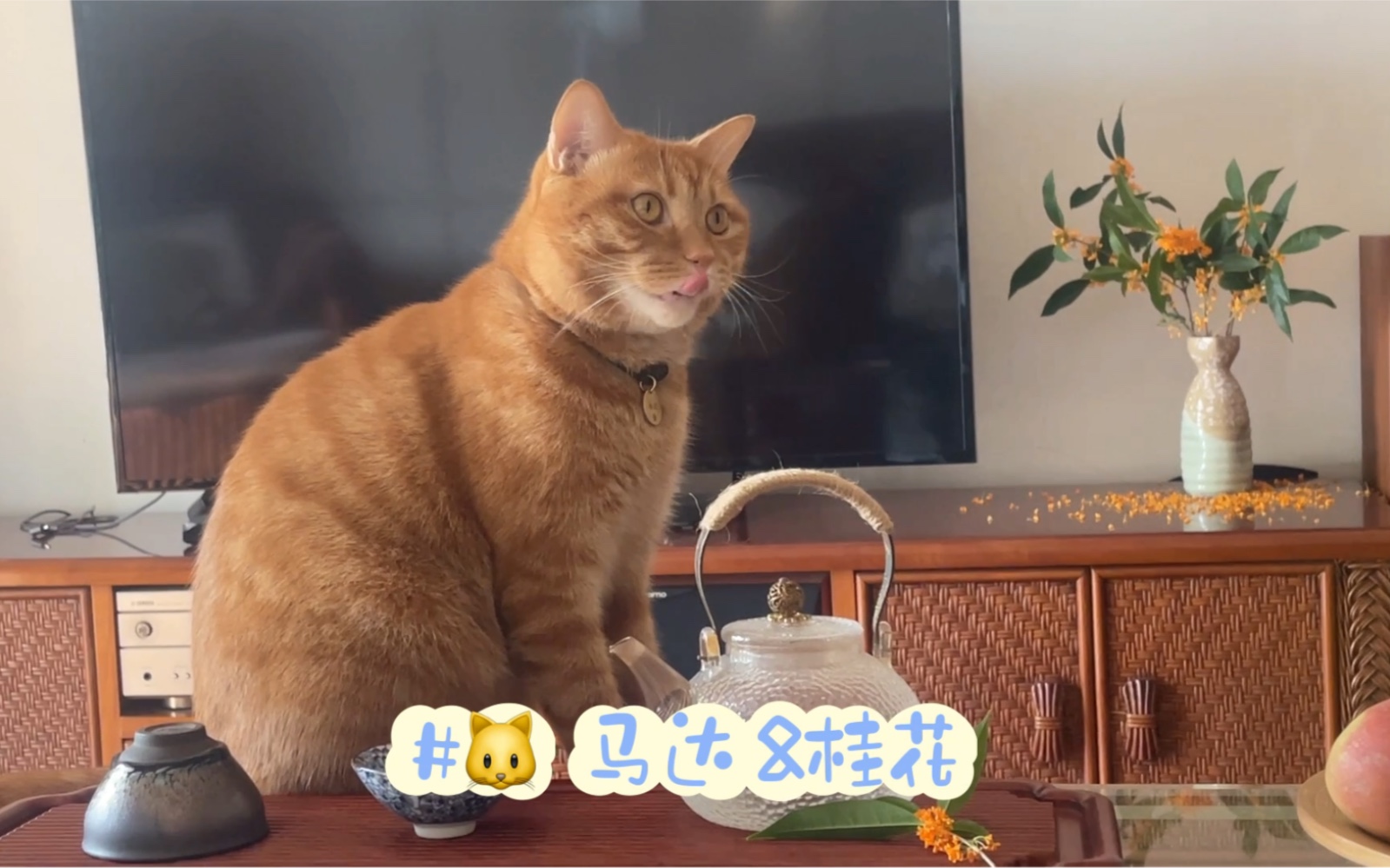 猫闲桂花落#🐱