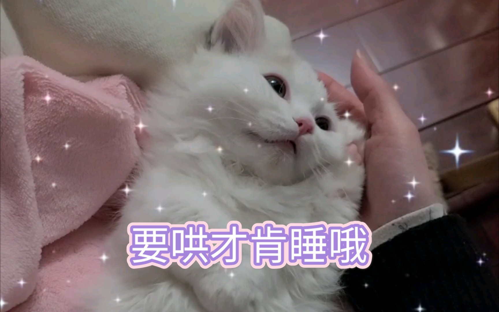 [图]【矮脚猫】哄我！！不然不睡(｡˘•ε•˘｡)