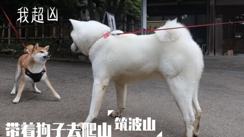 京都柴犬 筑波山神社行 偶遇秋田犬 哔哩哔哩