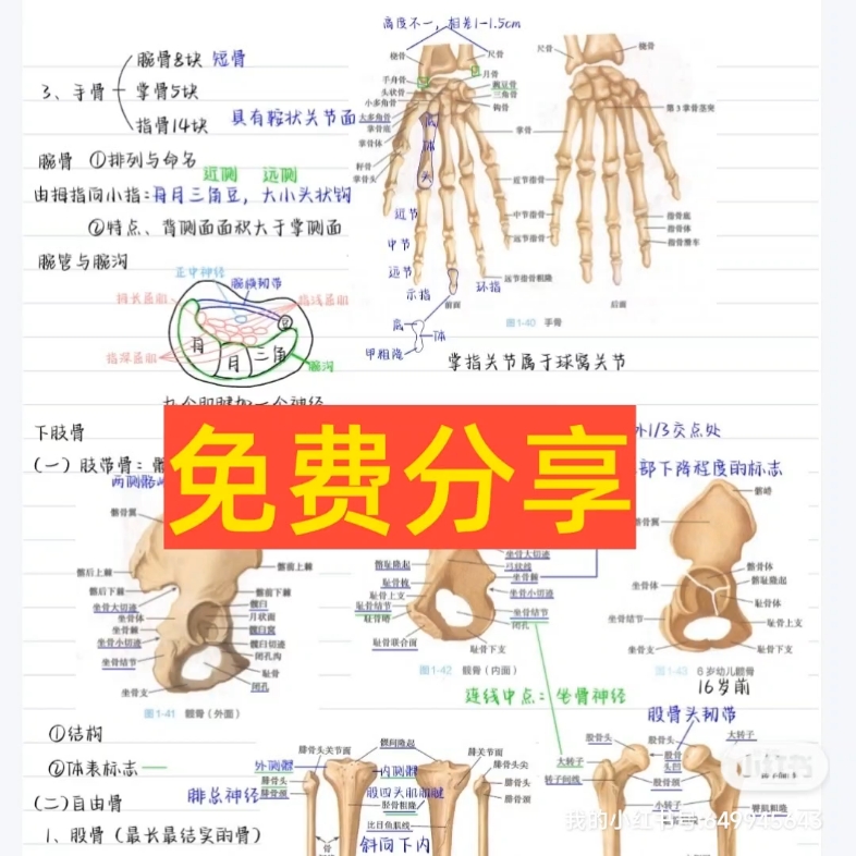 [图]【免费分享】霍琨系统解剖学笔记医学生笔记解剖练习题期末考试题霍琨老师系统解剖学网课手写笔记