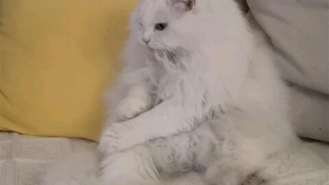 帝都散养猫 与小宝日常 妖姬小姐姐 长毛白猫 跑过来要吃饭 哔哩哔哩 帝都散养猫 与小宝日常 妖姬小姐姐 长毛白猫 跑过来要吃饭 哔哩哔哩