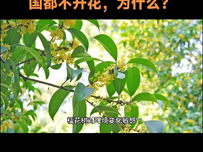 今年桂花都不开花,为什么?哔哩哔哩bilibili