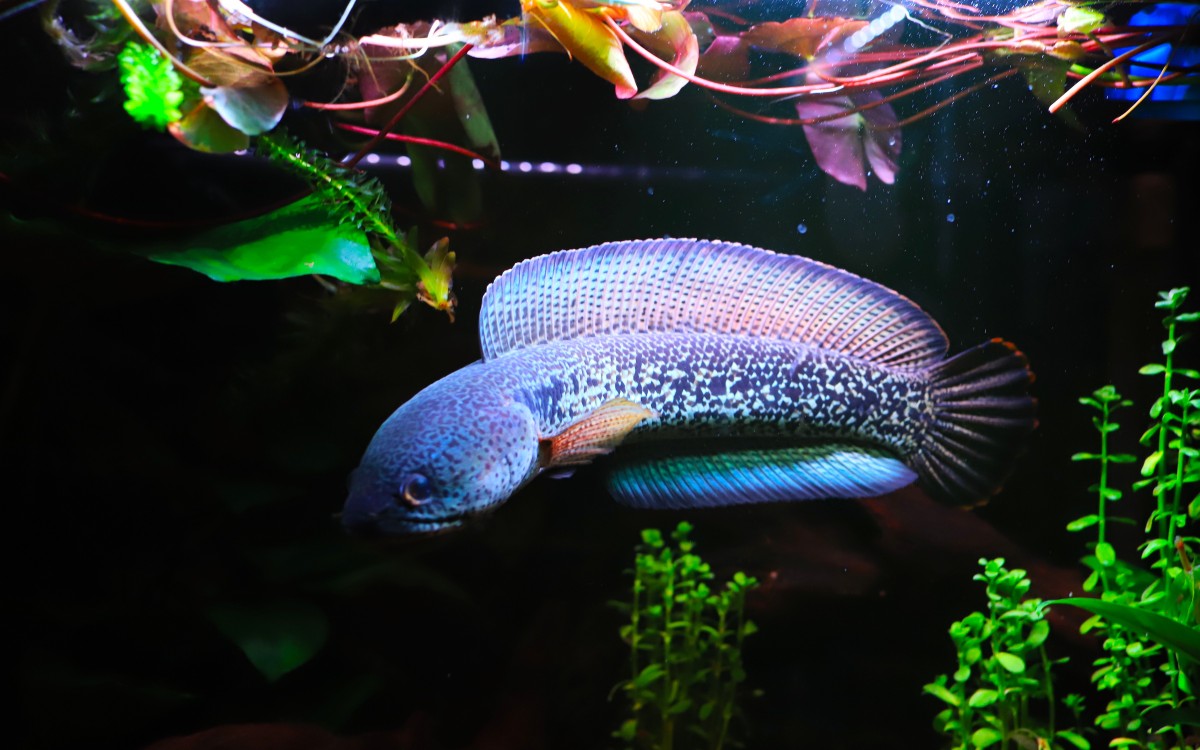 【巴卡雷龙】巴卡训食喂食